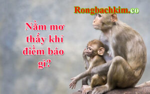 nằm mơ thấy khi